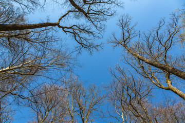 Bäume ragen in den Himmel