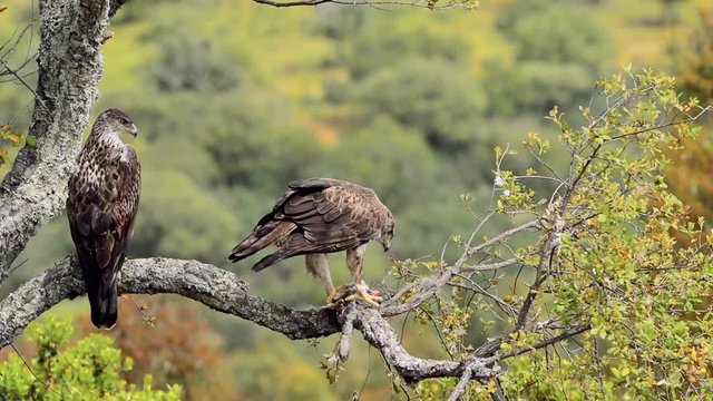 Male and female Bonelli's eagle eating a rabbit in a tree. Aquila fasciata.
