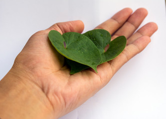 hand holding a green heart