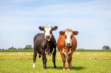 Fototapeta na wymiar Two happy blaarkop cows with horns in a field, cattle breed known as: blisterhead, fleckvieh,