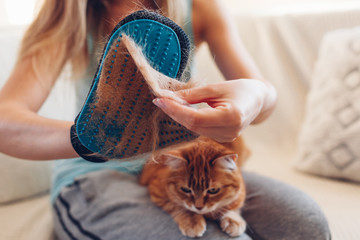 Brushing cat with glove to remove pets hair. Woman taking animal fur off hand rubber glove combing...
