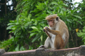toque macaque eats coconut on rooftop