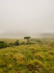 lonely tree in the fog