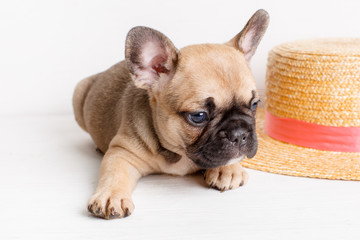 puppy french bulldog straw