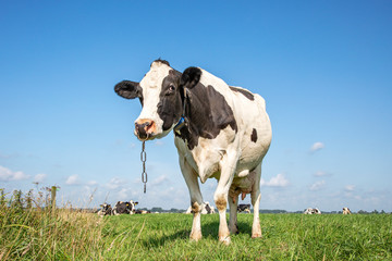 Cow with nose ring and chain, calf weaning ring,   in a green pasture