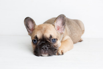 french bulldog puppy on white background