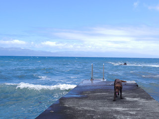 dog walking on the pier