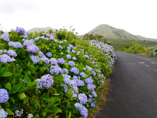 lilac flowers on the road
