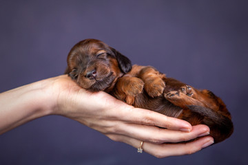 Portrait of a cute dachshund puppy in studio