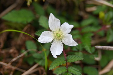 Rubus hirsutus flower, a Rosaceae plant. Macro shot.