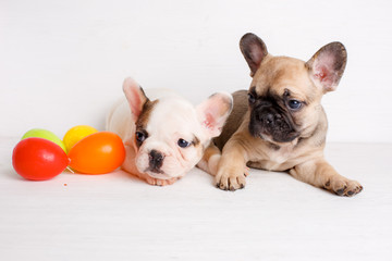 2 French bulldog puppies with Easter eggs Easter theme