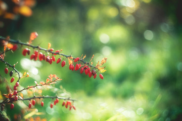 Branch with red ripe berries of barberry on a beautiful blurred background of autumn nature. Selective soft focus.
