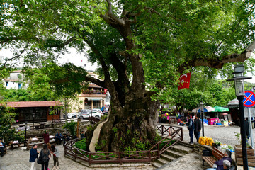 tree of musa