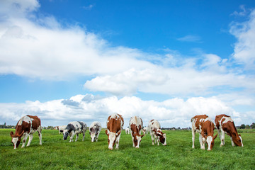 Herd of cows graze in a field, oncoming grazing and a beautiful cloud of sky.