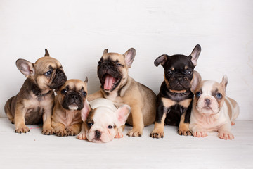 group french bulldog puppies