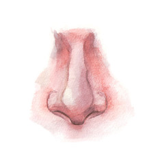 The human nose. Watercolor illustration.