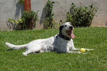 Perro feliz cruce de pointer y braco de Auvernia descansando en la hierba con juguete de pelota de tenis después de hacer ejercicio y jugar