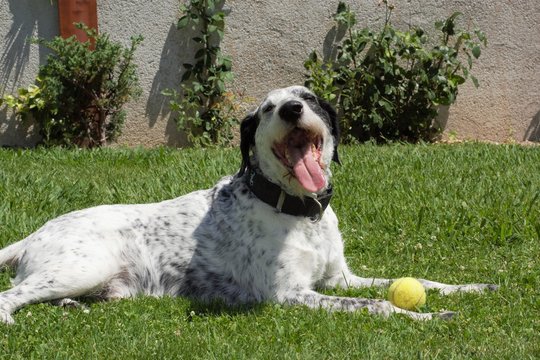 Perro feliz cruce de pointer y braco de Auvernia descansando en la hierba con juguete de pelota de tenis despu&eacute;s de hacer ejercicio y jugar