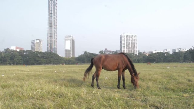 A horse grazing at Maidan area open playground (Brigade Parade ground ) in Summer Sunset time. Kolkata, west Bengal India South Asia Pac