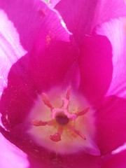 pink purple flower tulip macro wallpaper, tulipe violet rose mauve gros plan artistique version 2 Léger flou