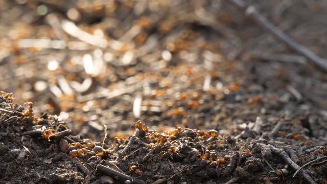 Ants colony activity nest sprawl squad wild insect spring summer