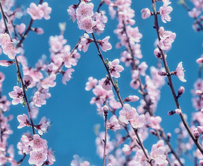  The lush bloom of a peach tree against the backdrop of a blue sky in a sunny spring day. soft selective focus.
