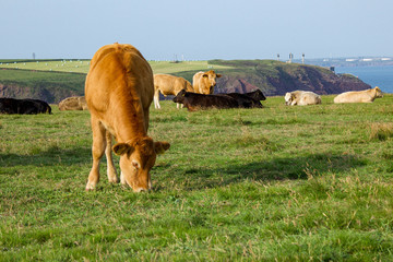 Red Cows Grazing on a Clifftop