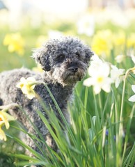 Fototapeta premium Cute little grey dwarf poodle sitting in yellow colored narcissus patch 