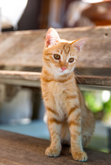 Puppy cute yellow cat sitting on the wooden step