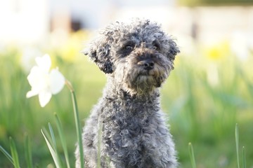 Cute little grey dwarf poodle sitting in yellow colored narcissus patch    