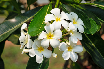 Plumeria weiss