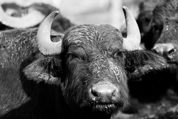 Ritratto di una bufala, Sabaudia, Latina, Italia