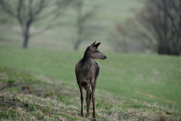 Obraz na płótnie Canvas Portrait of deer hind head in spring on green pasture