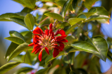Tropical flowering plant Erythrina crist-galli: Common name Coral Tree - Flame Tree.