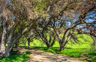 Dirt path in Malibu Creek State Park in the Santa Monica Mountains at springtime 2019