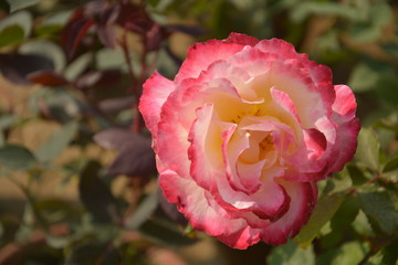 Close up of a beautiful white with redish shade Rose, Rosa blooming in a garden of West Bengal, India, selective focusing