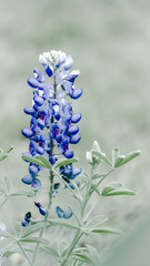 Fototapeta premium bluebonnet spike , leaves and bud with color toned filter effect