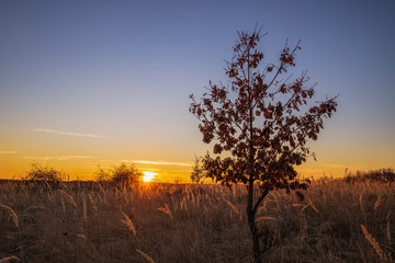 Fototapeta na wymiar Beautiful sunset on a field with vegetation and trees