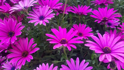 flower, nature, purple, daisy, flowers, pink, garden, blossom, spring, bloom, summer, plant, beauty, beautiful, violet, green, flora, petal, floral, field, bright, closeup, bouquet, petals, colorful