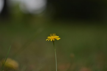 yellow dandelion flower