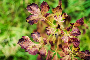 Dry brown autumn leaves on blurred green grass.