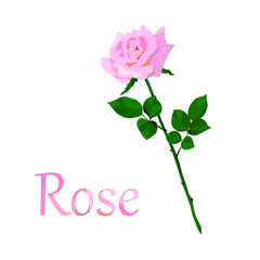 Vector flat image of a rose with a long stem. The flower is pale pink, the stem is saturated green. All colors are segmented and filled with similar colors. For use as a standalone unit or component.