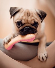 Cute baby puppy pug chewing on dog toy pink rubber bone, close-up