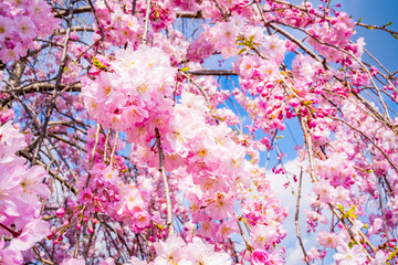 Obraz na płótnie Canvas 日本の春の風景 しだれ桜
