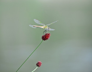 Sanguisorba officinalis dark red flowers oval shaped dragonfly flutters its wings on the flower