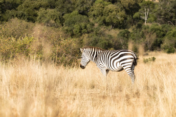 Fototapeta na wymiar Zebra in the long grass of the Masai Mara