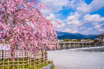 京都の春の風景 嵐山の桜 日本