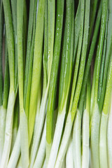 Top view of juicy green stalks of fresh young onions. You can use image for cover menu.