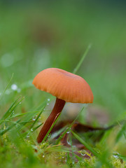 Laccaria laccata, commonly known as the deceiver, or waxy laccaria