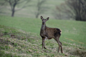 Naklejka na ściany i meble Portrait of deer hind head in spring on green pasture